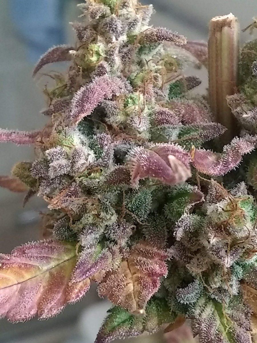 Purple gorilla 5