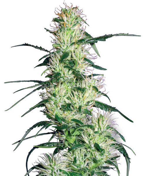 Purple haze