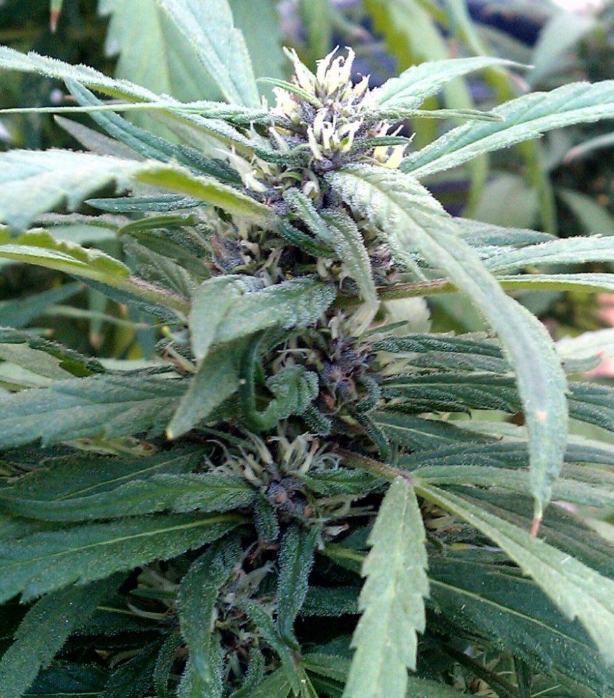 Purple Heart  45 days