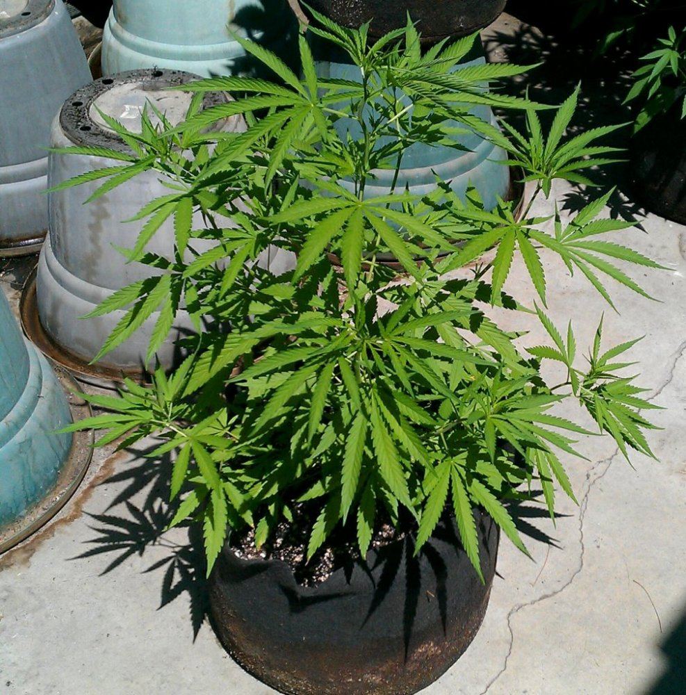 Purple Heart  7 10