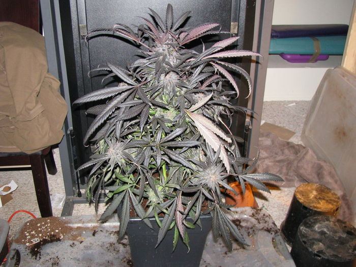 Purple Indica 1