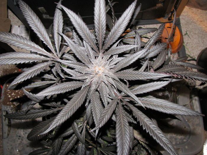 Purple Indica 2