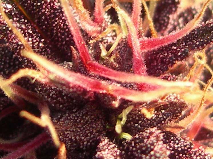 Purple indica 6