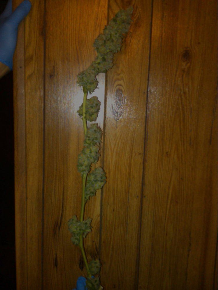 Purple jones trimmed 03