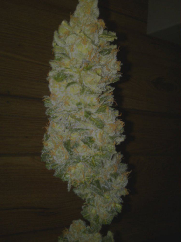 Purple jones trimmed 04