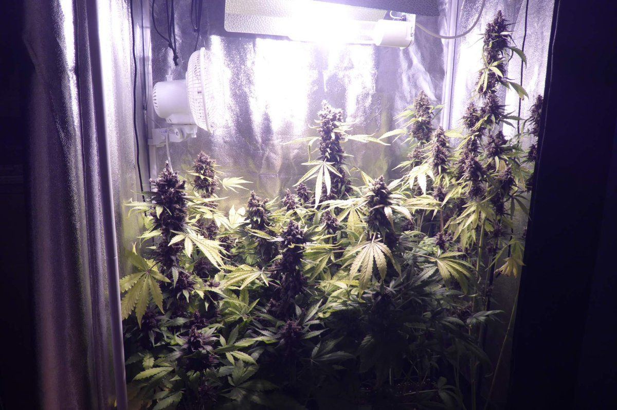 Purple kush cbd auto