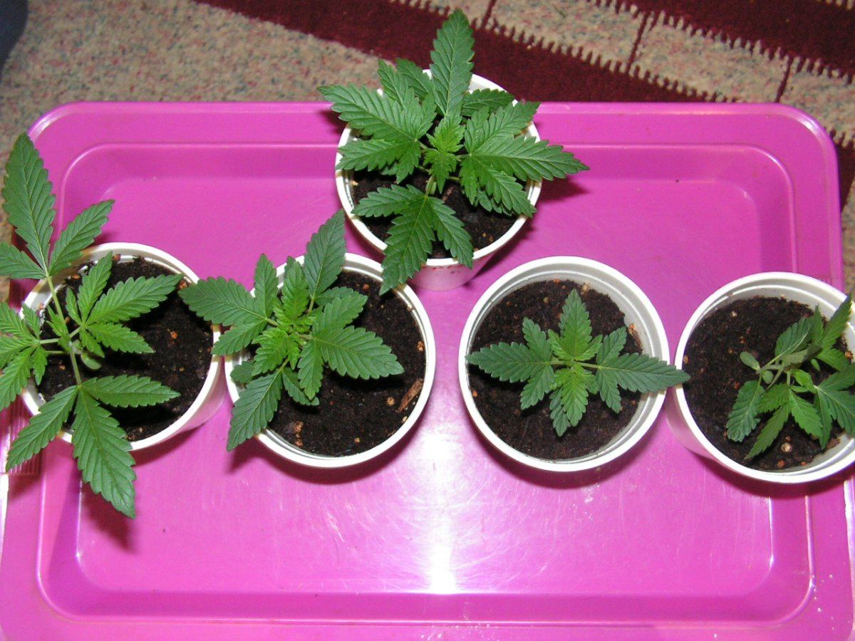 Purple kush group