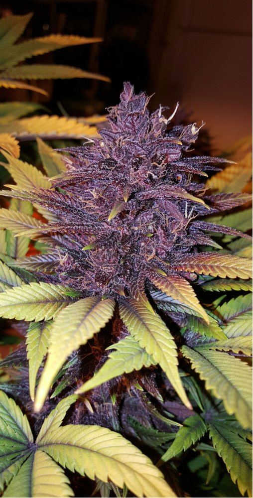Purple Kush