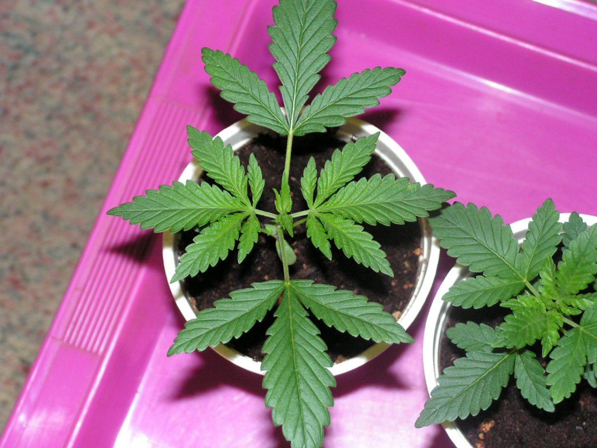 Purple kush tally