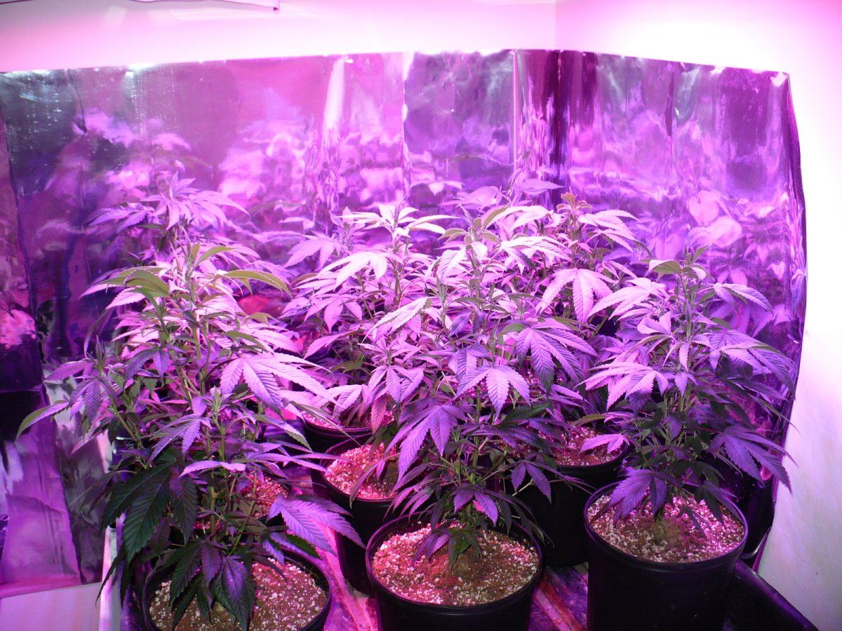 Purple kush under led 2nd grow