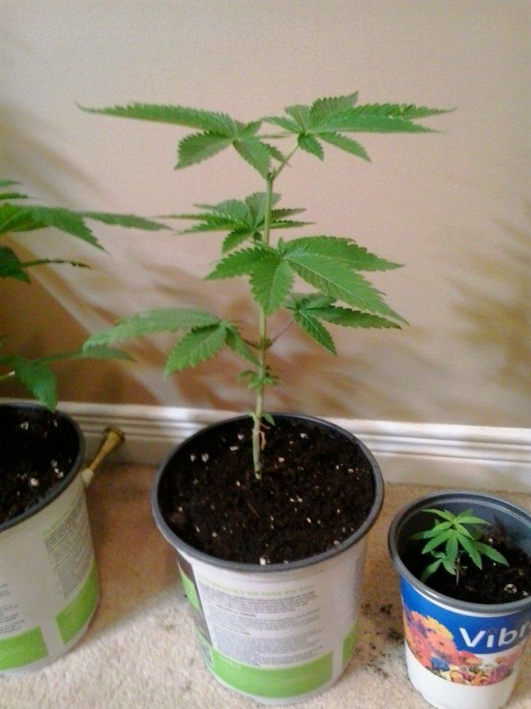 Purple kush winter 2