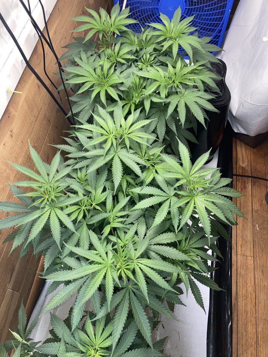 Purple kushsunset sherbwhite widow 3