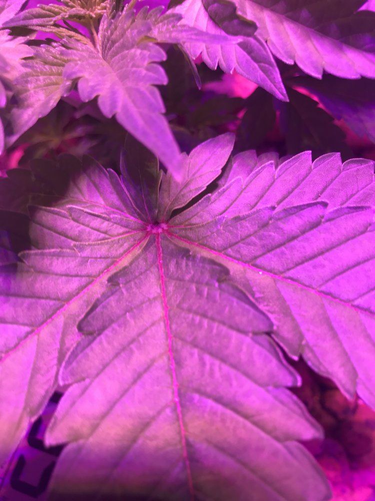 Purple leaf midribs