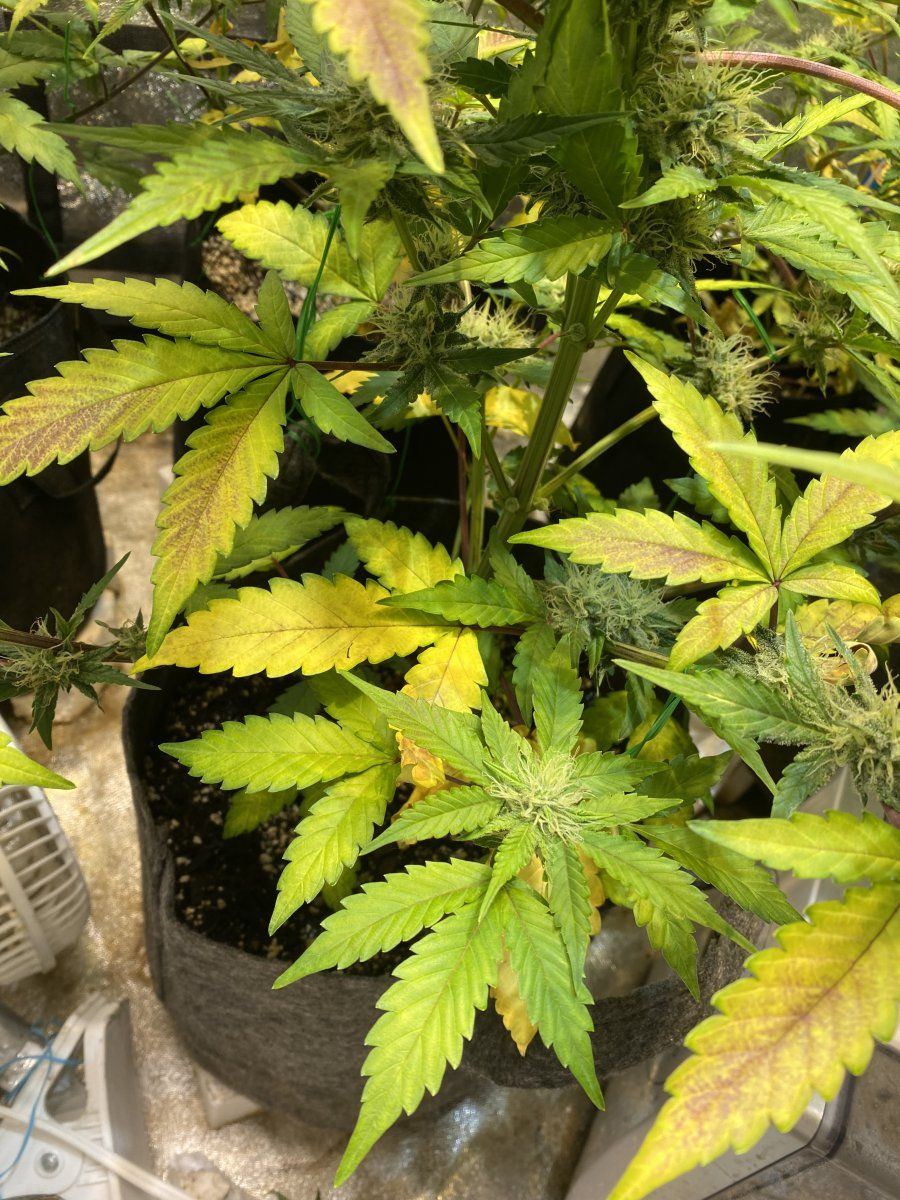 Purple leaves on autoflower deficiency or lockout had some life issues and lost track of feed