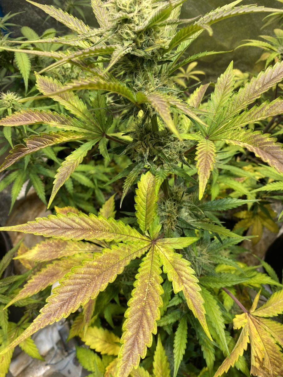 Purple leaves on autoflower deficiency or lockout had some life issues and lost track of feed