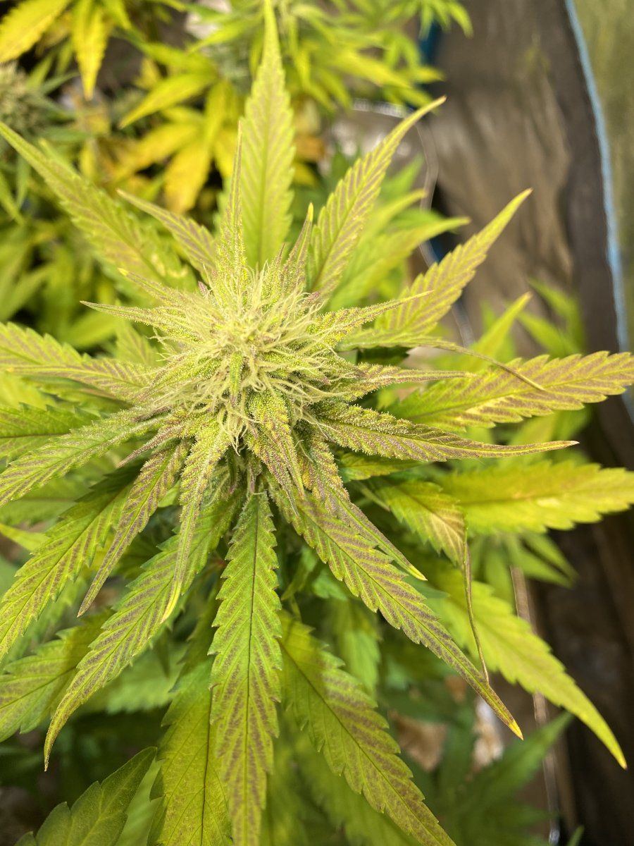 Purple leaves on autoflower deficiency or lockout had some life issues and lost track of feedi