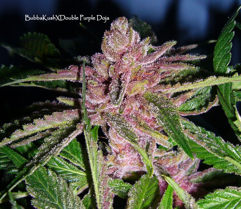 Purple Mountain Flowers 017 4