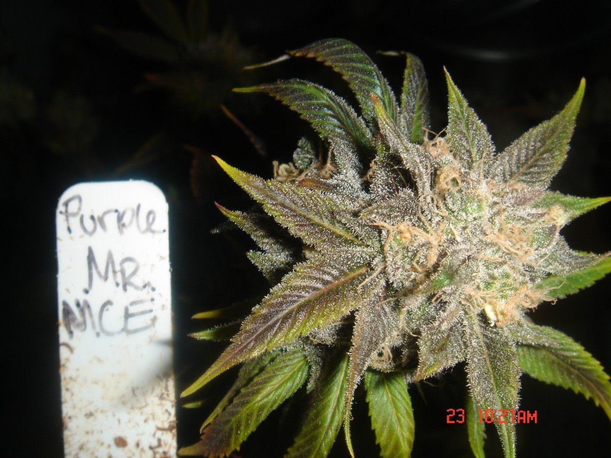 Purple mr nice 2