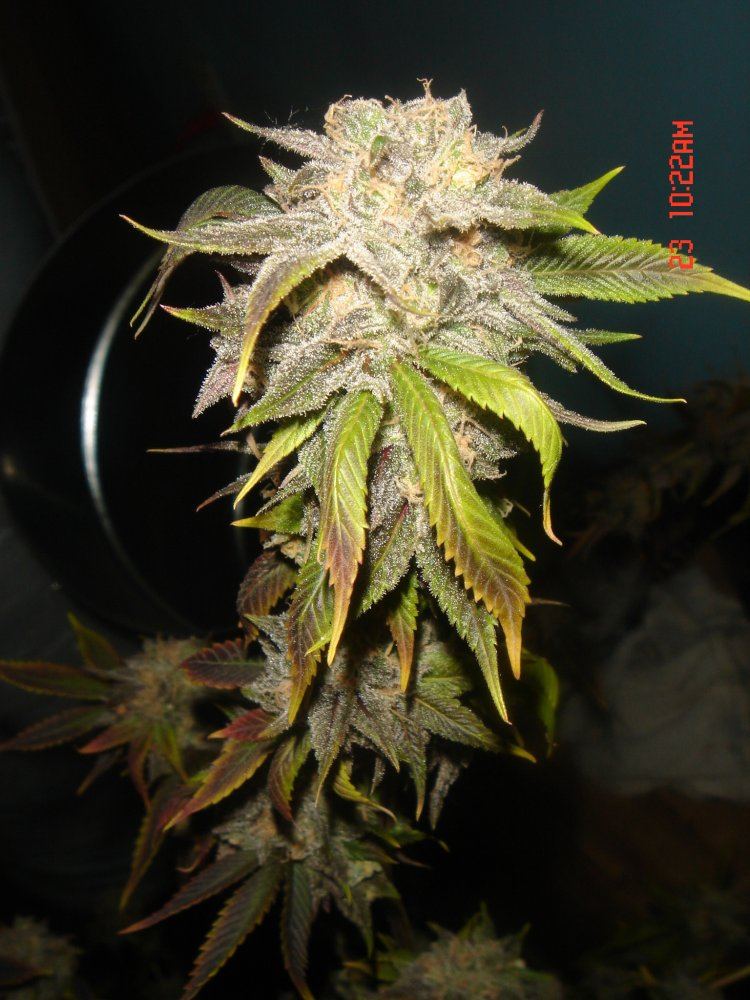 Purple mr nice 3