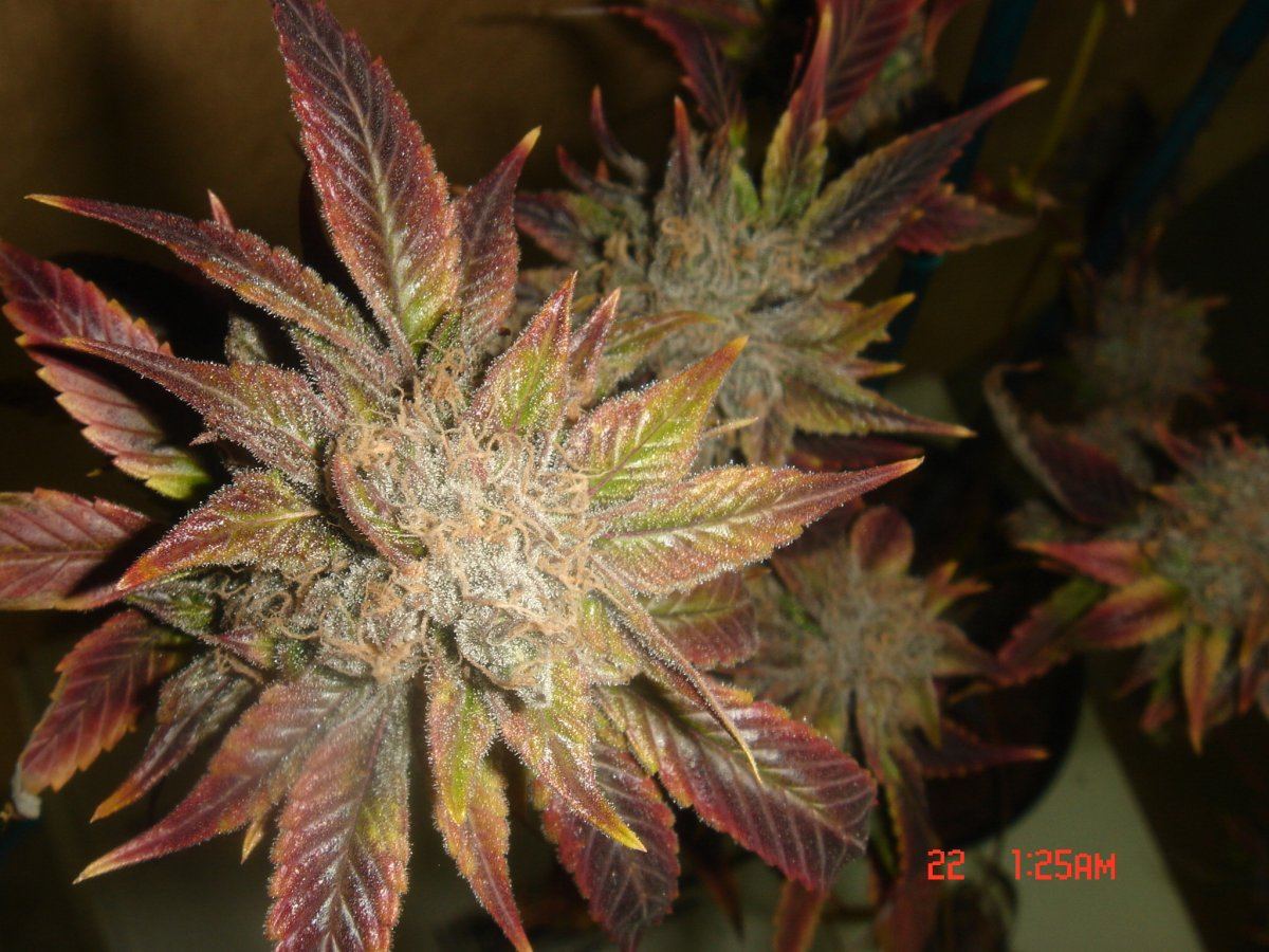 Purple mr nice
