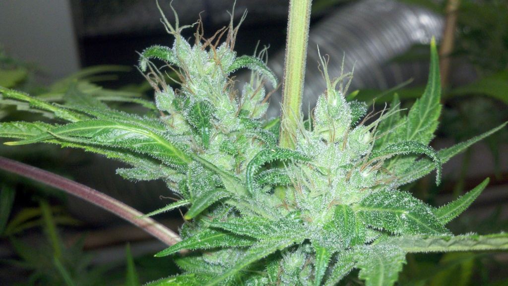 Purple nam 85wks
