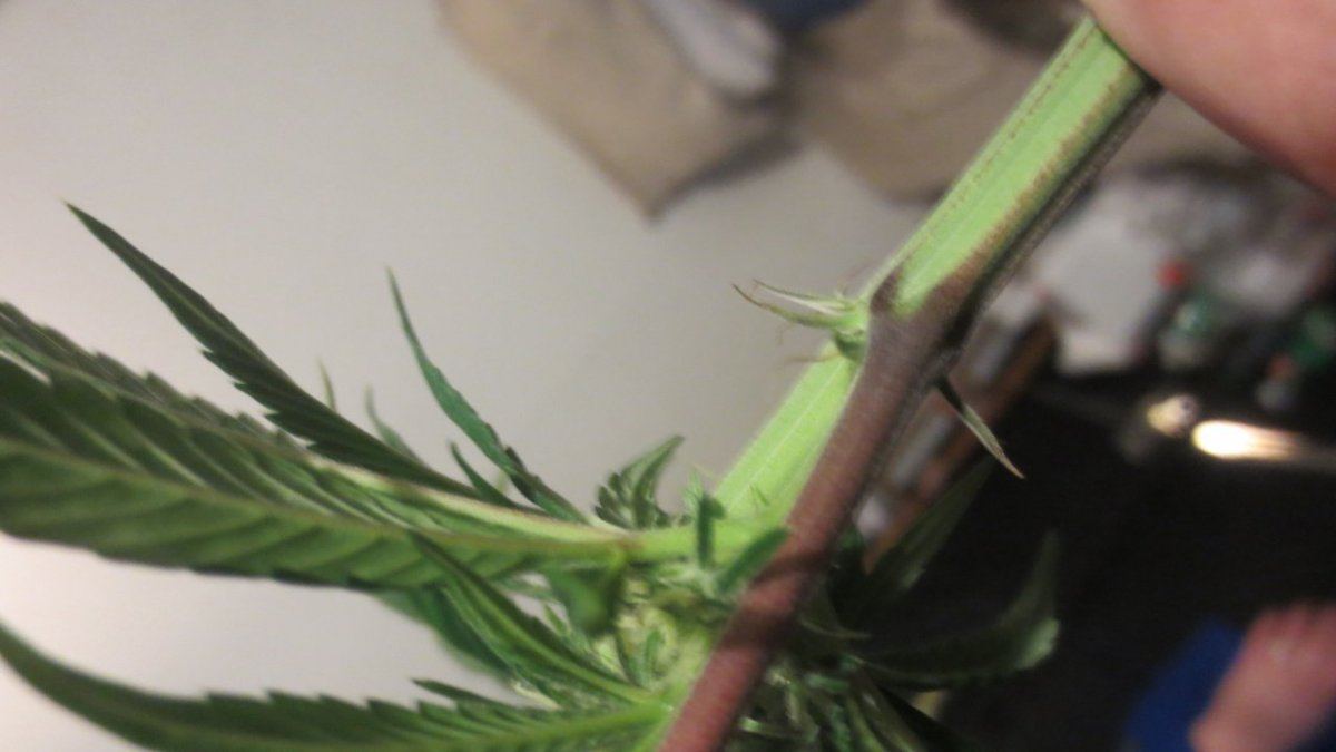 Purple nurples 031