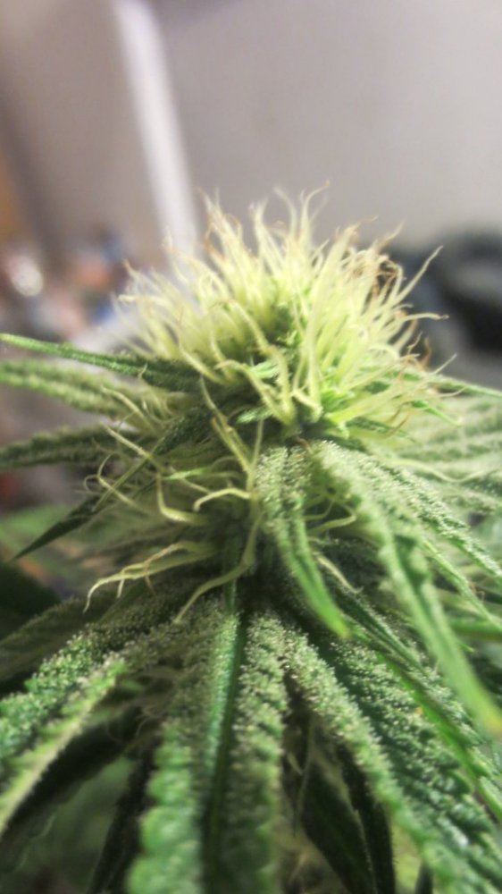 Purple nurples 032