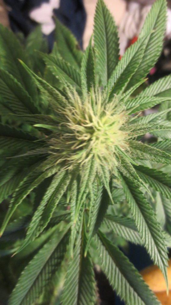 Purple nurples 034