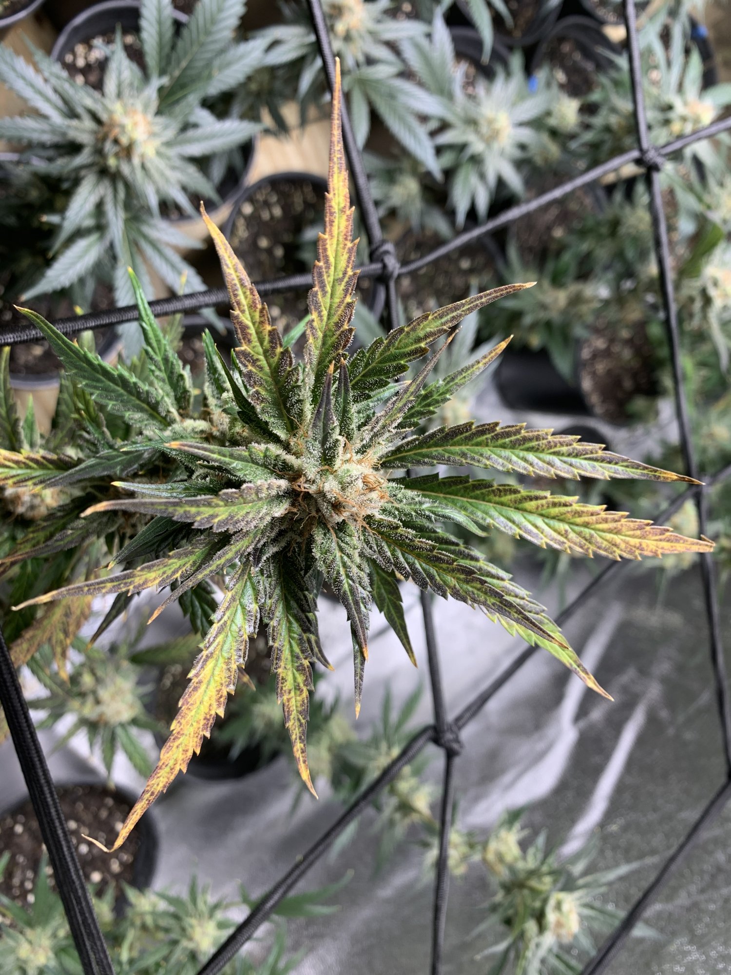 Purple people eating cannabis leaves