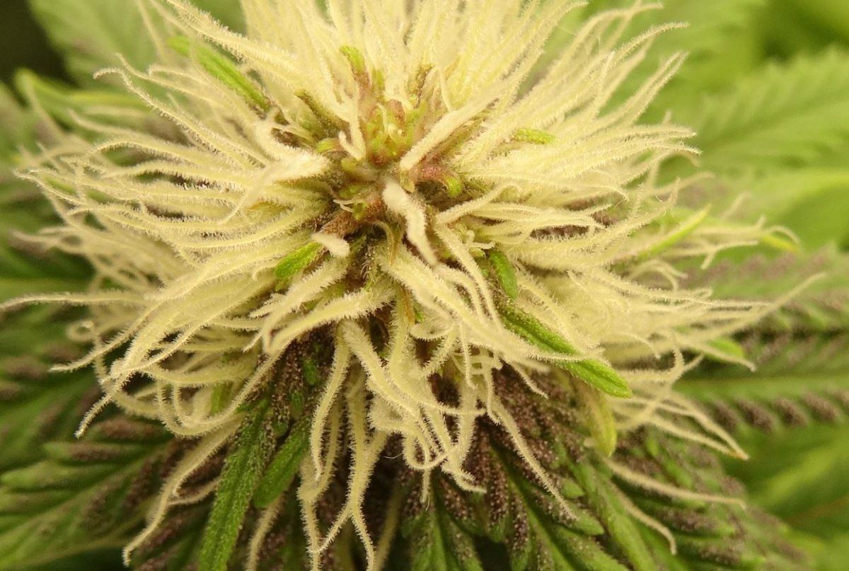 Purple Pineapple Poison