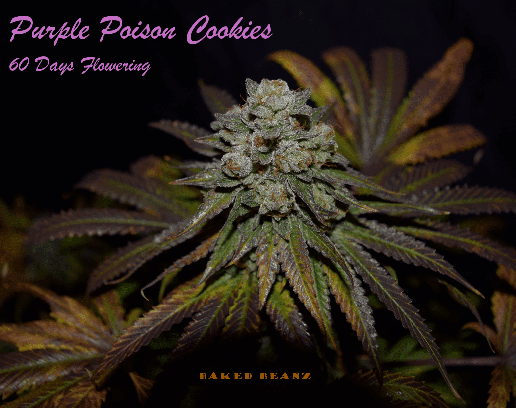 Purple poison cookies 60 days supercropped