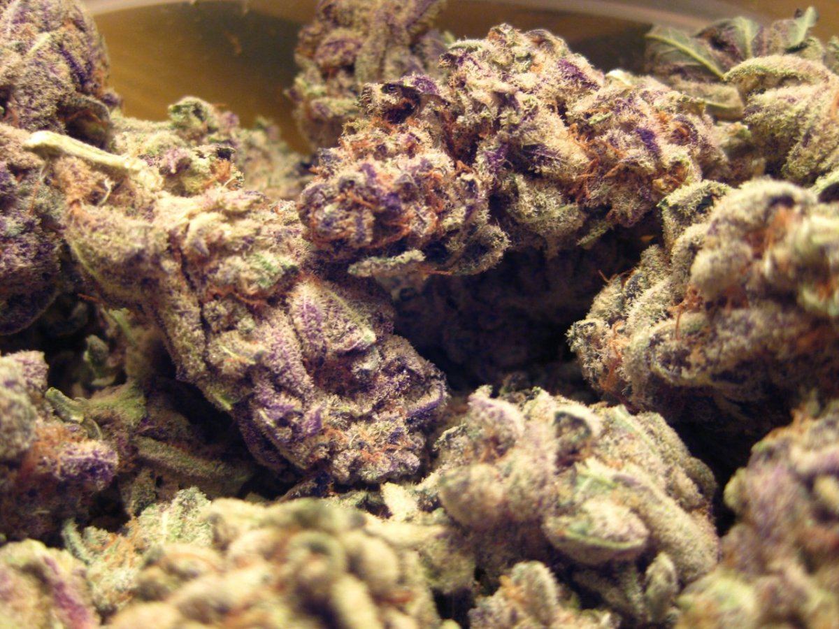 Purple power plant 2