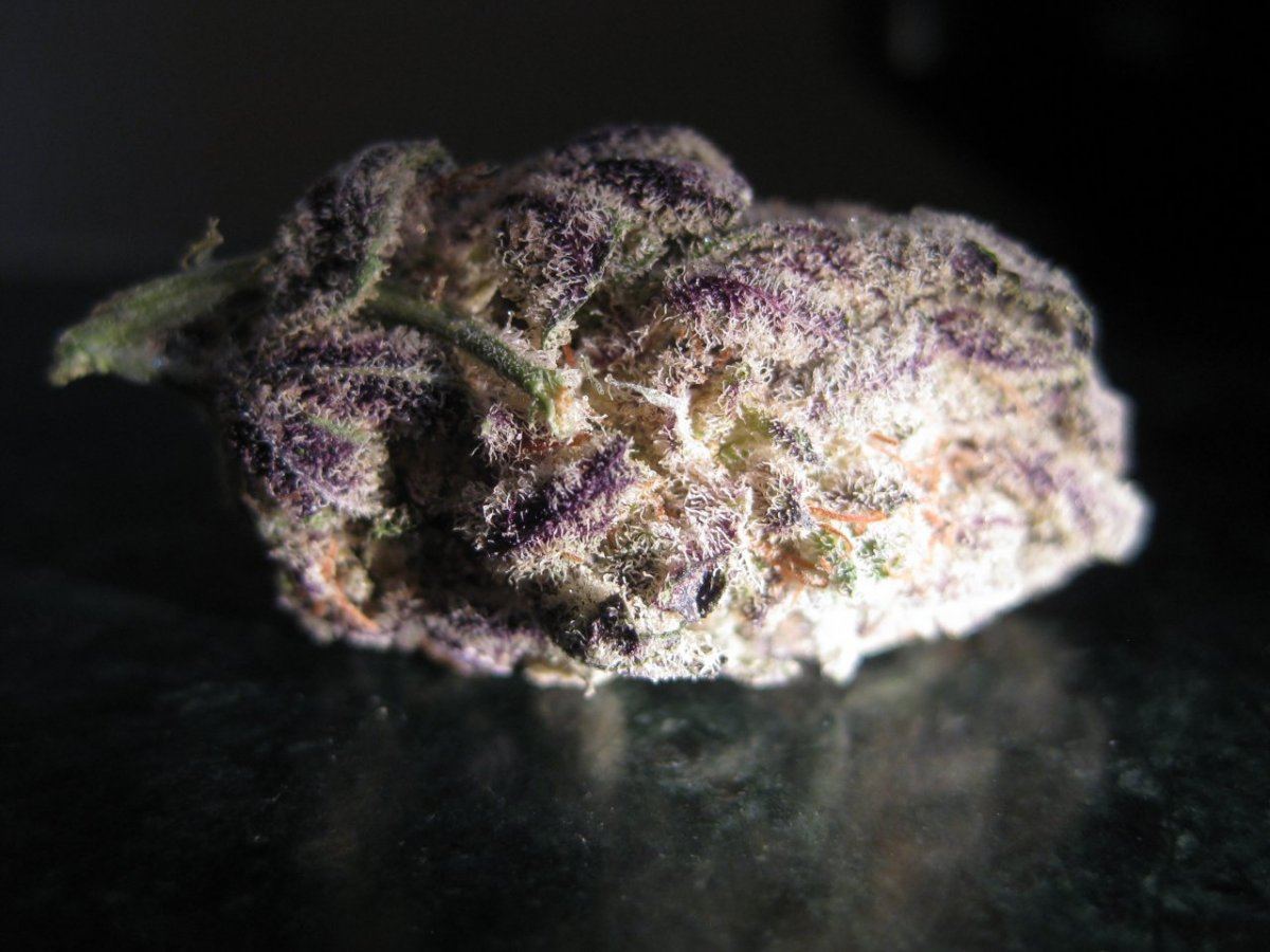 Purple Power Plant 4