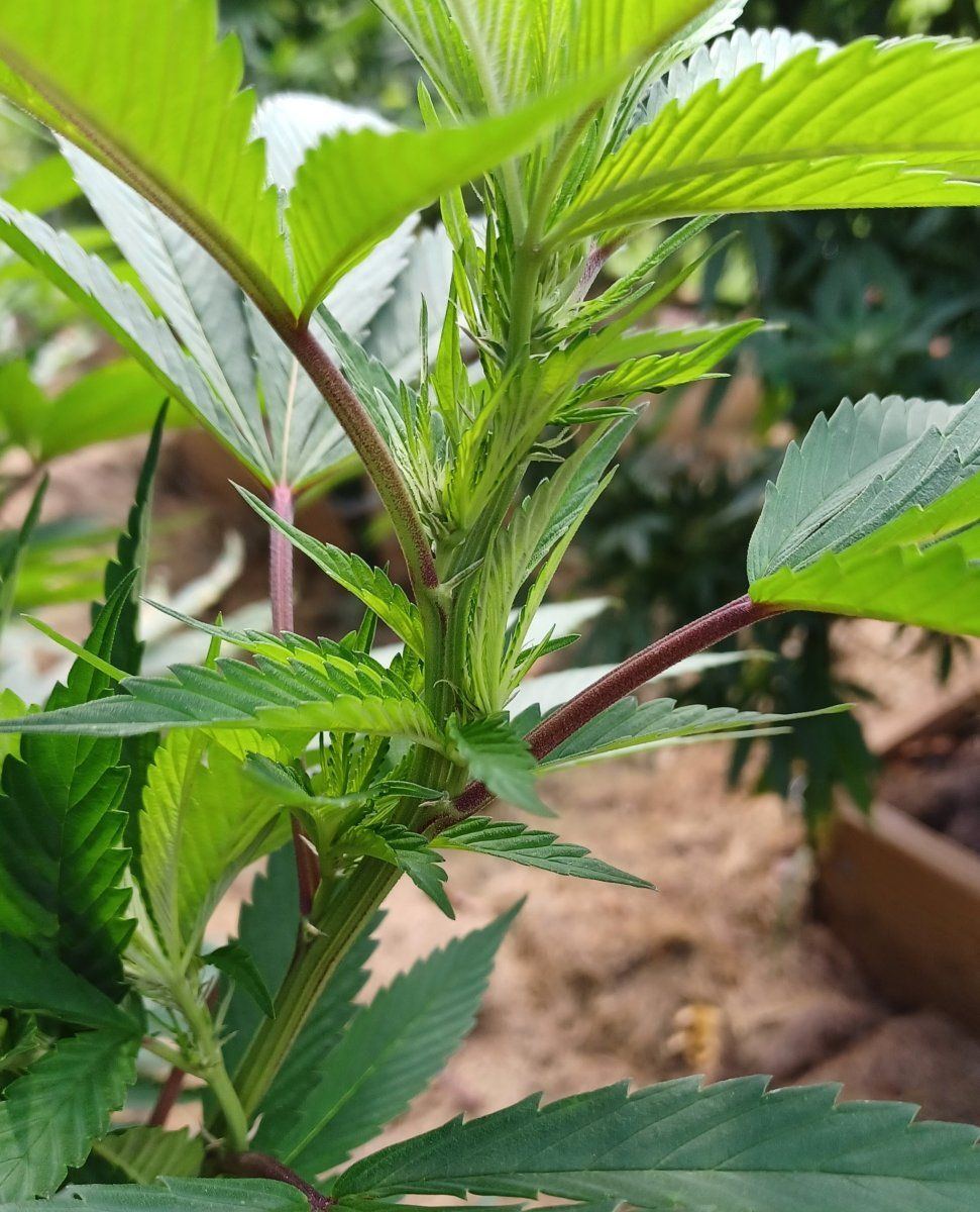Purple Prozac bud