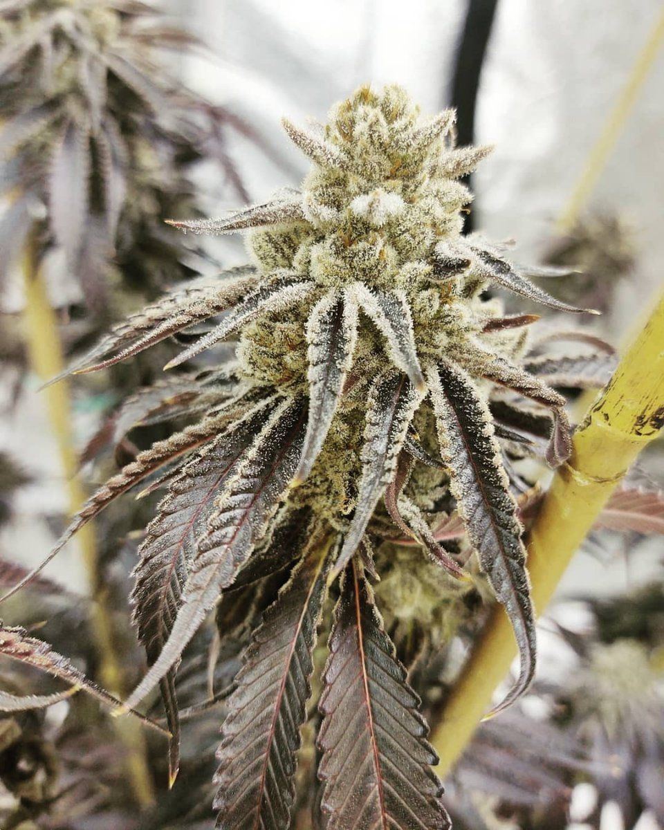 Purple punch