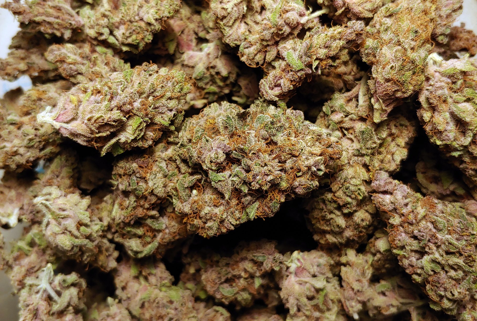 Purple Queen 1