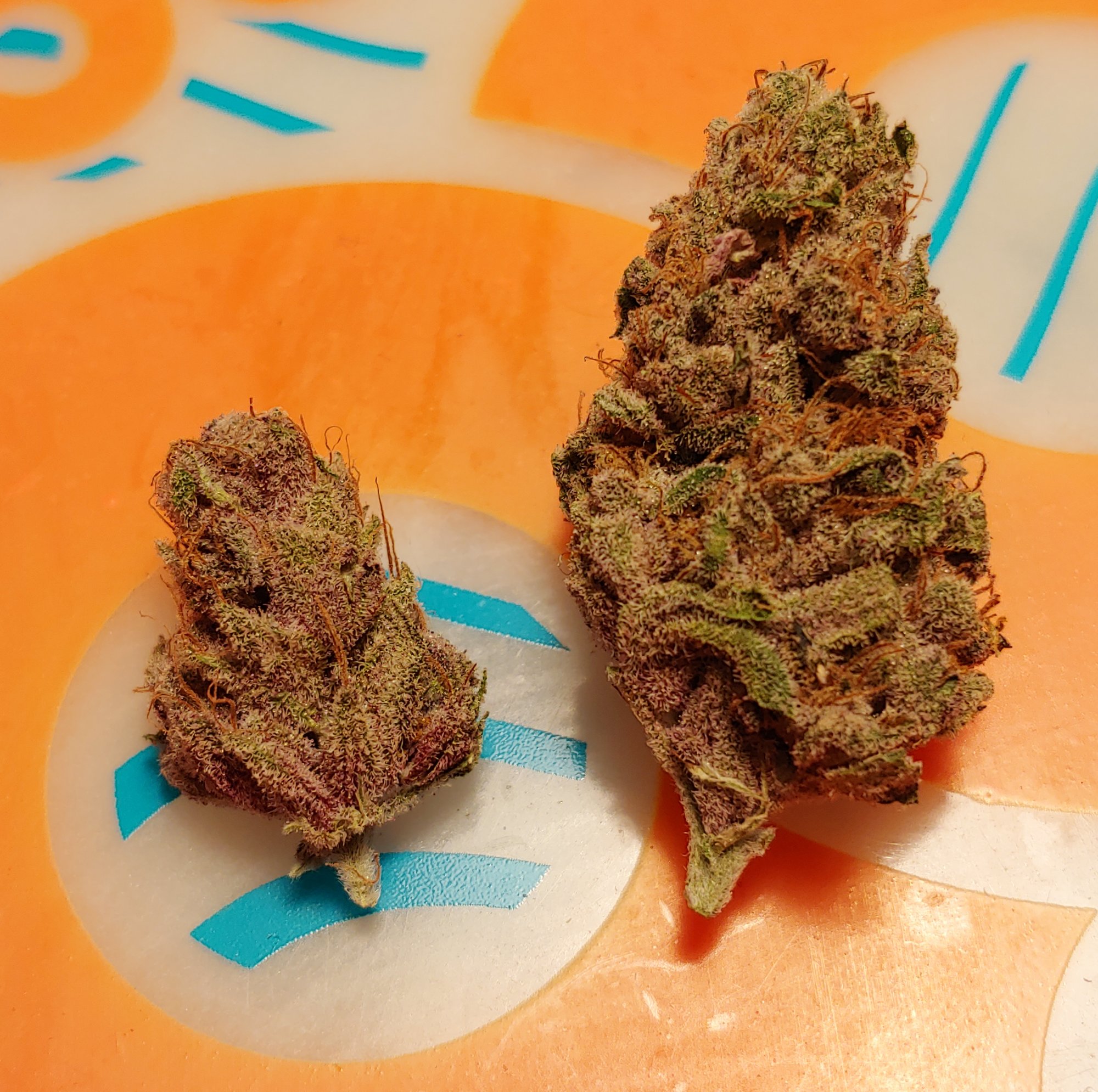 Purple Queen 2