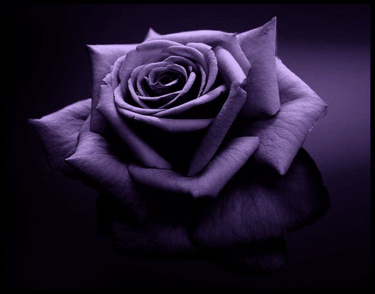Purple Rose