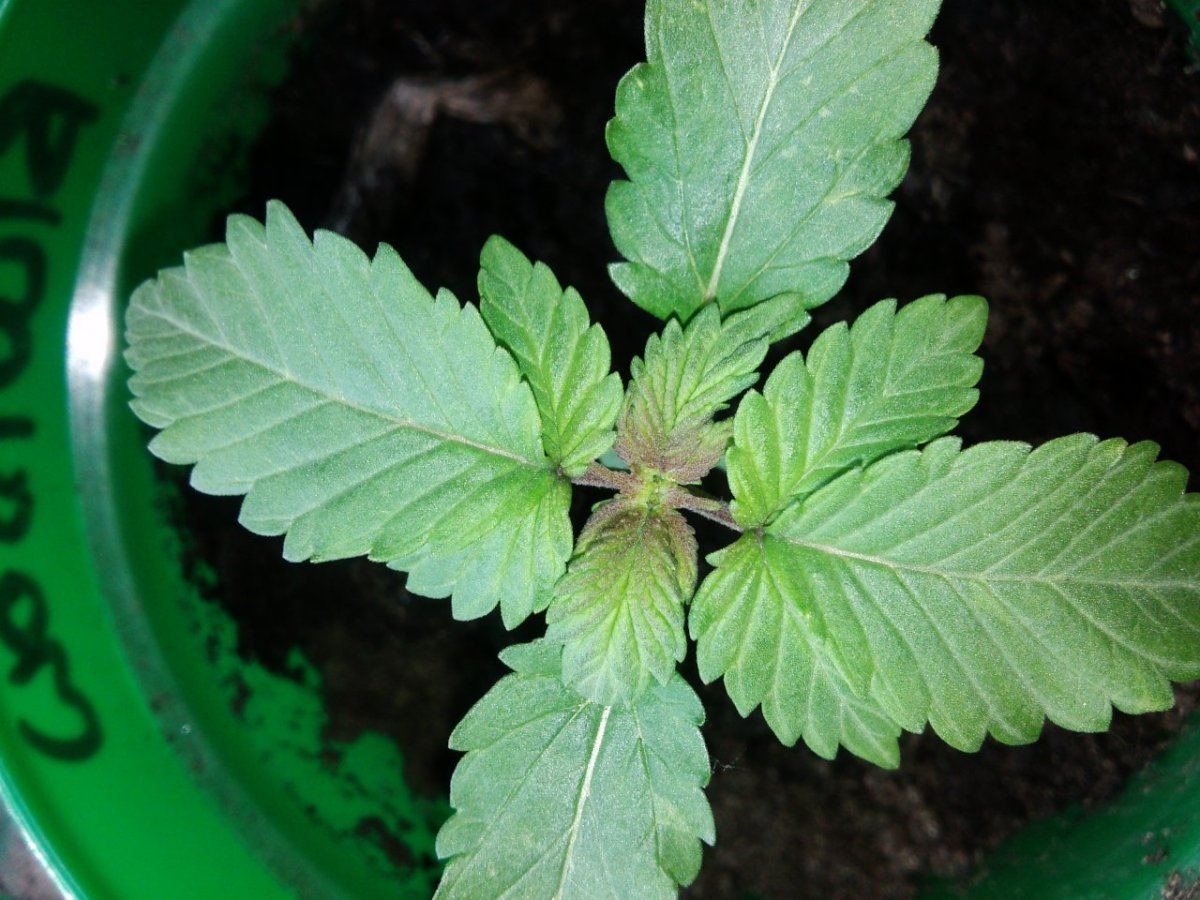 Purple seedlin