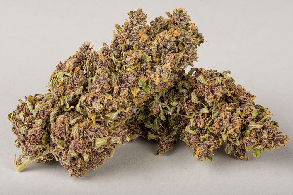 Purple Silverback