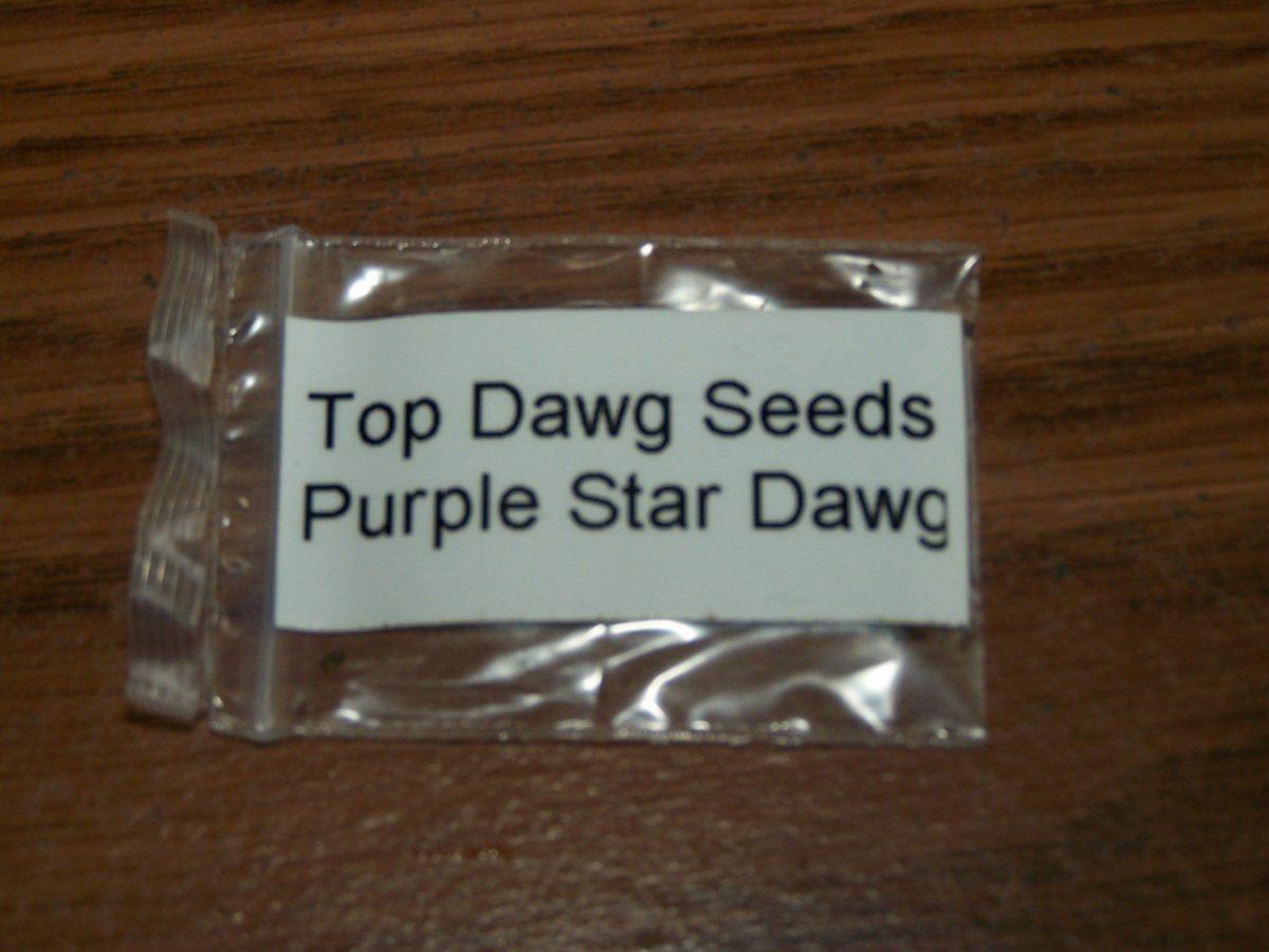 Purple star dawg