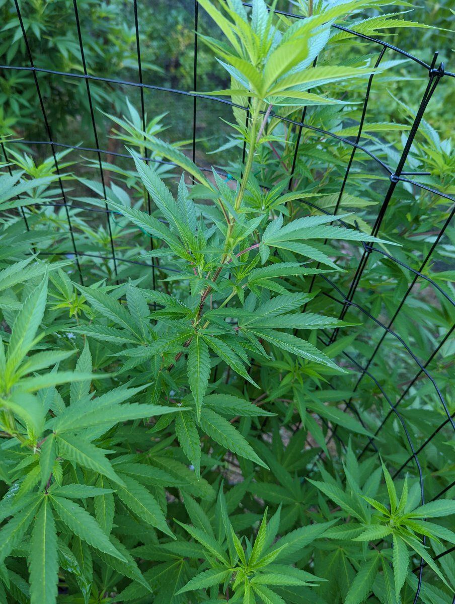 Purple stems from genetics or bigger problems 5