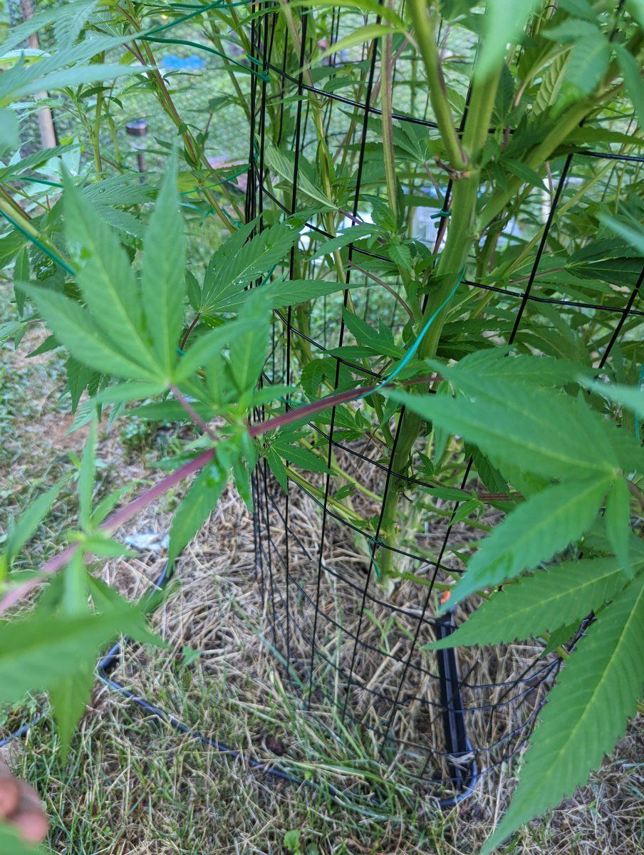 Purple stems from genetics or bigger problems 6
