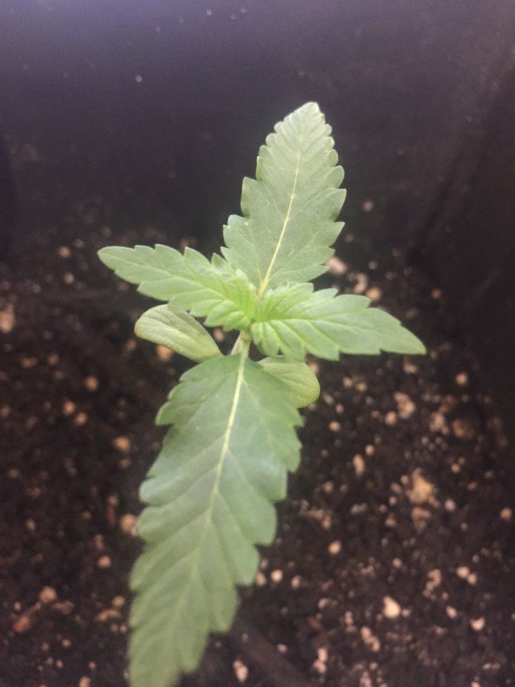 Purple strainbag seed125 watt cfl closet grow 4
