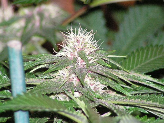 PURPLE TRIP OG  X DPD