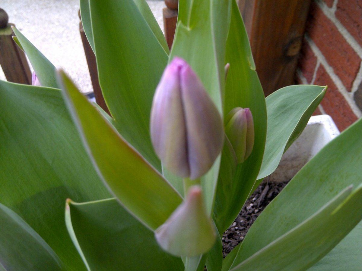 Purple tulips