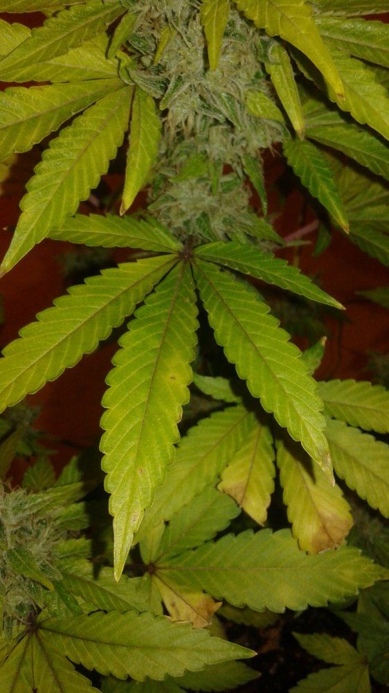 Purple up the branch 3