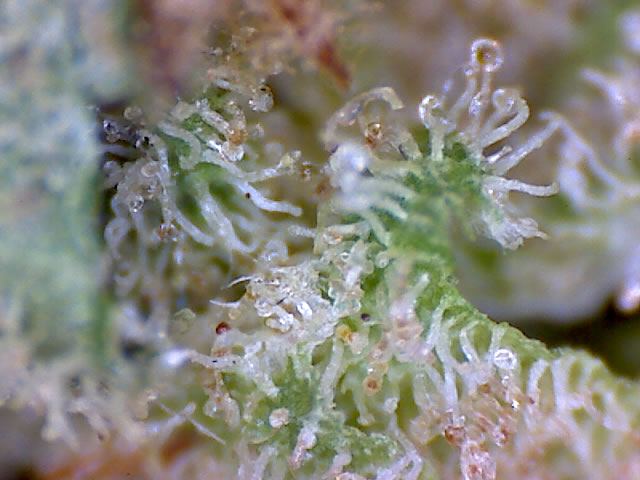 Purple Urkle 2