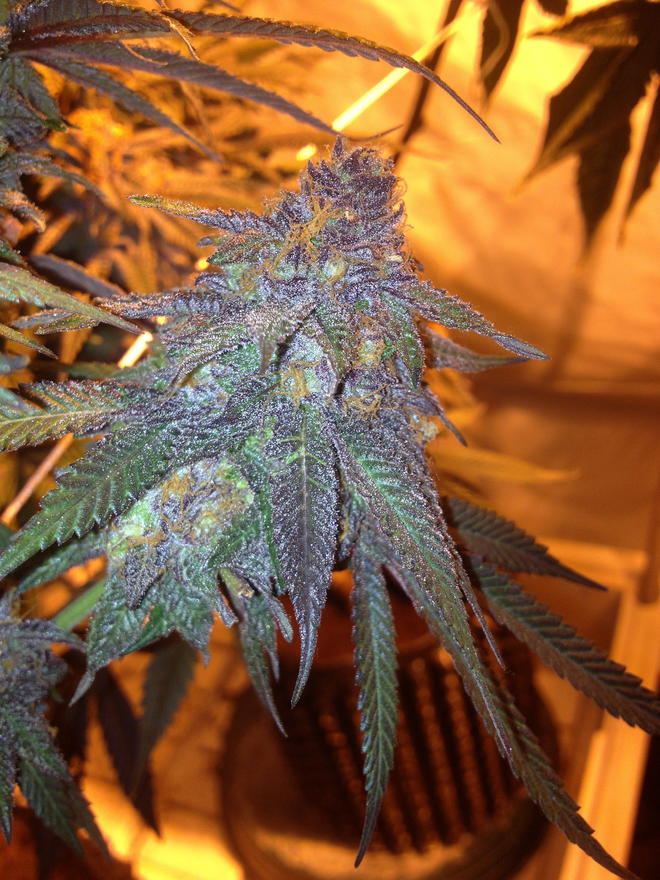 Purple urkle