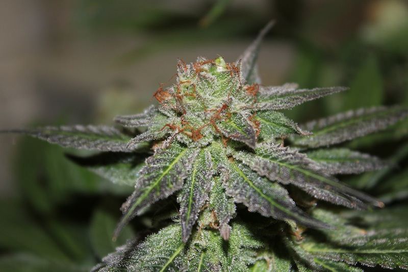 Purple urkle seeded pics 2
